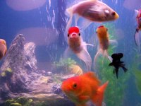Even goldfish can knock over rocks.