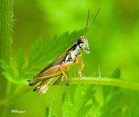 Grasshoppers are commonly spotted in tall grass as adults.