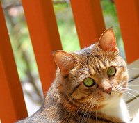 Keep kitty away from citronella candles