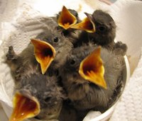 Baby birds are best left in their parents' care.