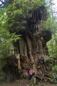 Cedar bark can be used to make mulch.