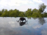 This adult house fly developed from a maggot.