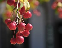 Crabapples on the tree