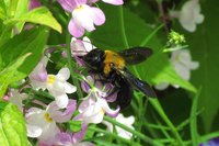 Carpenter bees are native to the United States.