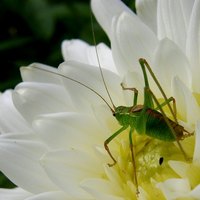 Insecticide
