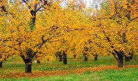 Wood ashes can be good for fruit trees.