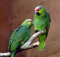Feather plucking is a common behavior among sick or stressed captive parrots.