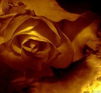 Gold roses signify friendship and joy.