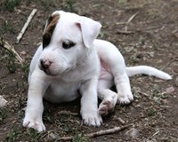 Pitbull puppy