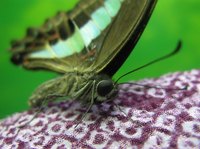 Moth balls are used to keep clothing free of moths
