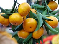 The quality of fruit can be maintained by grafting.