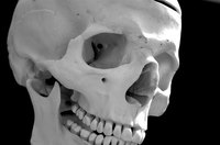 Skeleton jaw