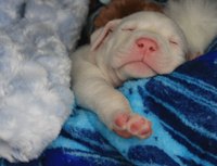 Vaccinate your puppy to protect her from parvo and corona viruses.