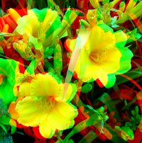 Flowers, shot in 3D