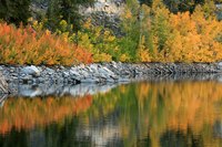 Aspen trees display their fall colors.