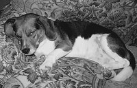 Phenobarbital often causes drowsiness in dogs.