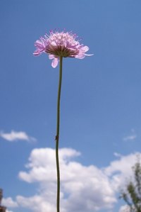 A plant growing toward the sun.