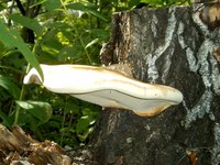 Mushrooms are actually the fruiting body of the fungus.