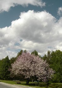 Fruit trees grow well in many parts of California.