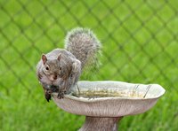 A squirrel enjoys a dip in the cement bird bath, too.