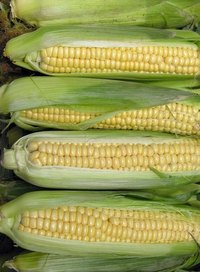 Oven roasting corn allows for a sweeter, intense flavor than other cooking methods.