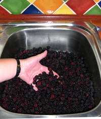 Turn whole blackberries into an accurate measure of crushed for making a jam recipe.
