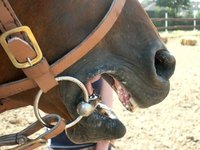 Salivary glands help keep a horse's mouth moist when it's on the bit.