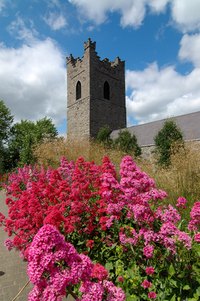 Red valerian is among the most common of Irish garden plants, and has been grown for centuries.