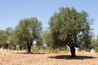 Olive trees may turn yellow as a result of water or nutrient deficiencies.