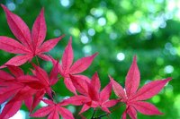 Maples originated in the Cretaceous period.