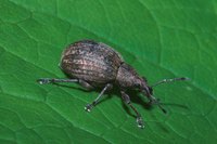 Insects: Not a gardener's best friend