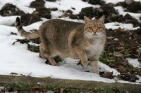 Cats can get worms from several sources.