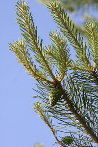 Always prune cedar trees during their dormant season.