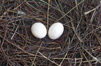 Arrest your chicken’s egg-pecking habits before it’s too late.