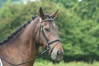 Browbands are connected to a bridle right below the horse's ears.