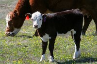 Calculating your cow's due date gives you a chance to better prepare for the birth.