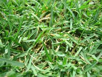Grass grows thicker when fertilized.