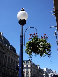 Geraniums work great in hanging baskets.