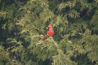 A cardinal perching in a red cedar tree