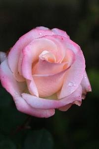 Growing roses in Arizona's heat requires the right type of rose.