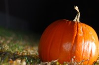 A variety of insects can threaten the health of your pumpkin plants