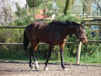 Horse manure breaks down and becomes natural fertilizer.