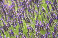 Plant lavender near your house or dog house to naturally repel fleas.