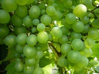 Grow a variety of grapes to suit your needs, such as table grapes or wine grapes.