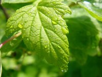 An awareness of the conditions that cause black leaves may help you keep your plants healthy.