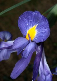 Wild iris grown from seed must grow for at least two years before it will flower.