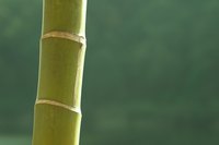 Bamboo is an eco-friendly and sustainable resource