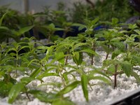 Seedlings