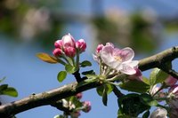 Apple blossoms are a reminder that spring is on the way.