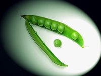 All peas are members of the legume family.
